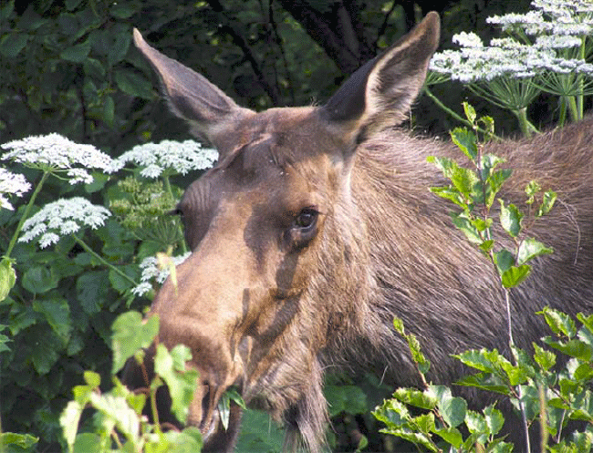A picture of a female moose in the woods